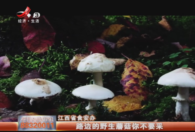 2025澳门原料网站